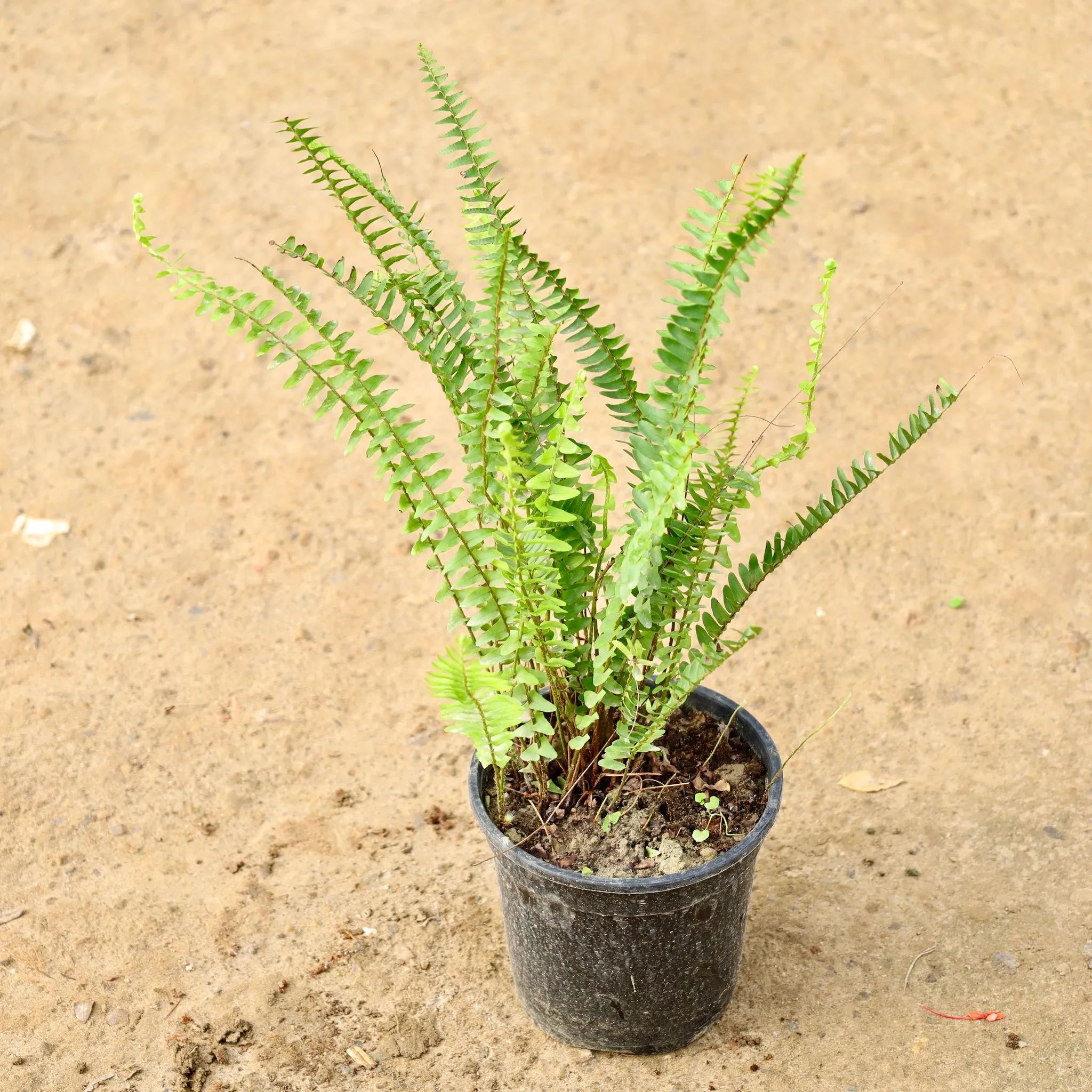 Fern Green in 6 Inch Nursery Pot
