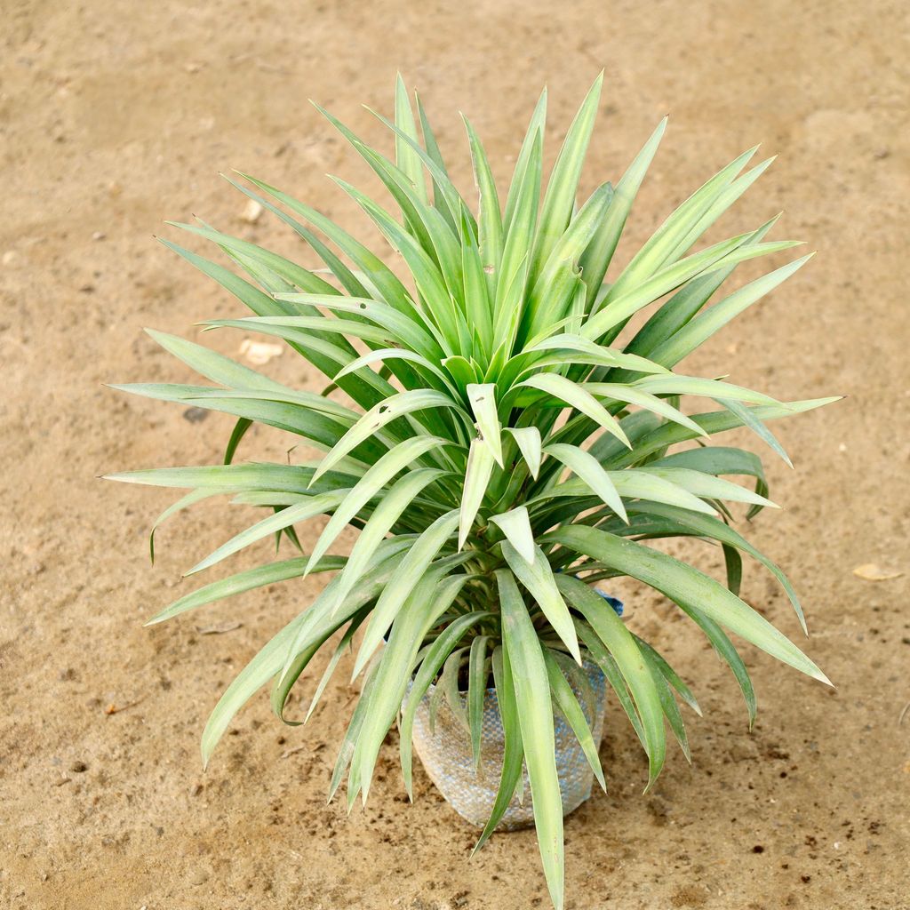 Buy Yucca Glauca in 8 Inch Nursery Bag Online | Urvann.com Yucca Glauca in 8 Inch Nursery Bag