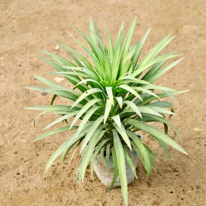 Buy Yucca Glauca in 8 Inch Nursery Bag Online | Urvann.com