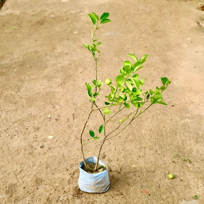 Buy Nimbu / Lemon in 8 Inch Nursery Bag Online | Urvann.com
