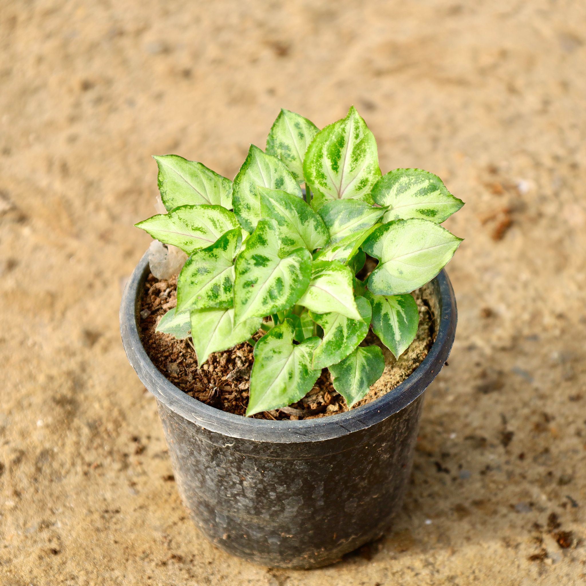Syngonium Pixie Green in 4 Inch Nursery Pot