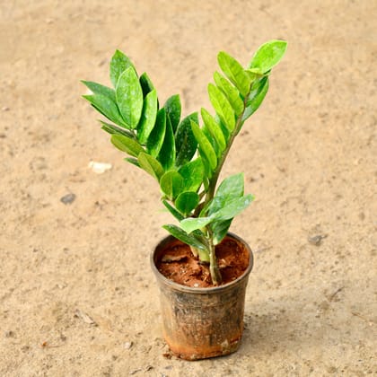Buy Zz Green in 6 Inch Nursery Pot Online | Urvann.com