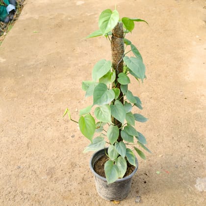 Buy Oxycardium Green With Moss Stick in 10 Inch Nursery Pot Online | Urvann.com