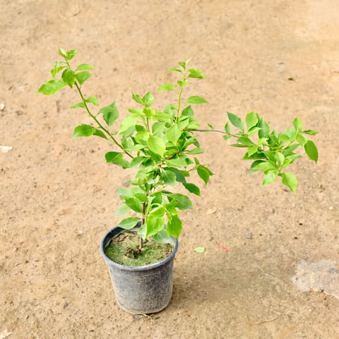 Bougainvillea (Any Colour) in 6 Inch Nursery Pot