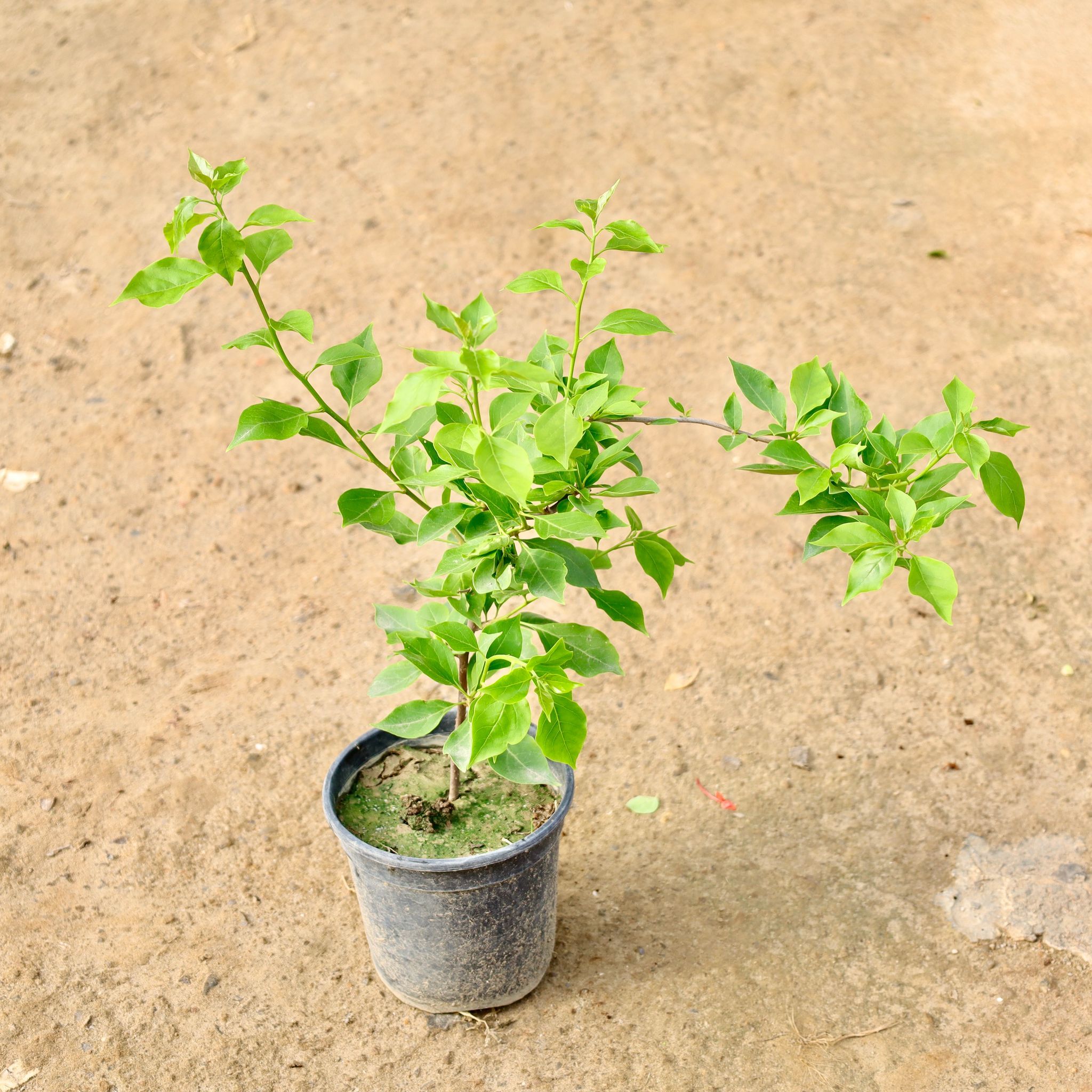 Bougainvillea (Any Colour) in 6 Inch Nursery Pot