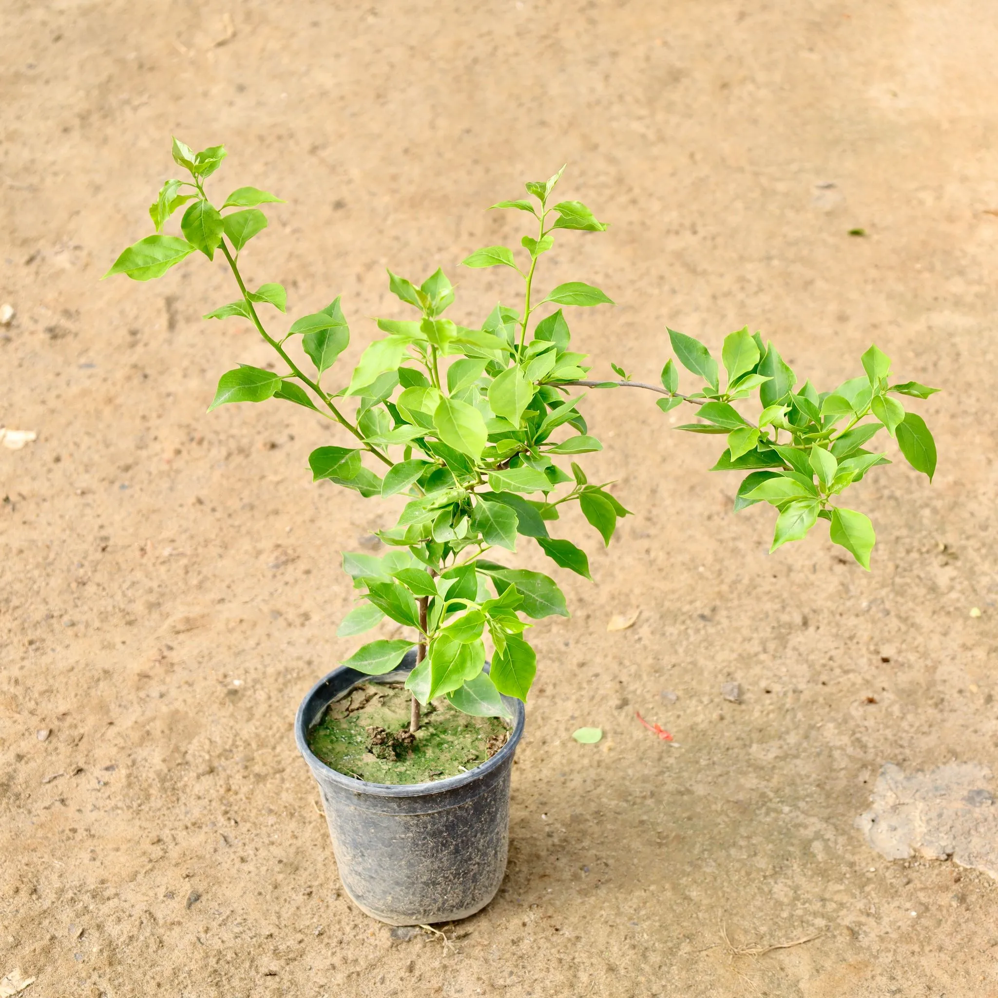 Bougainvillea (Any Colour) in 6 Inch Nursery Pot