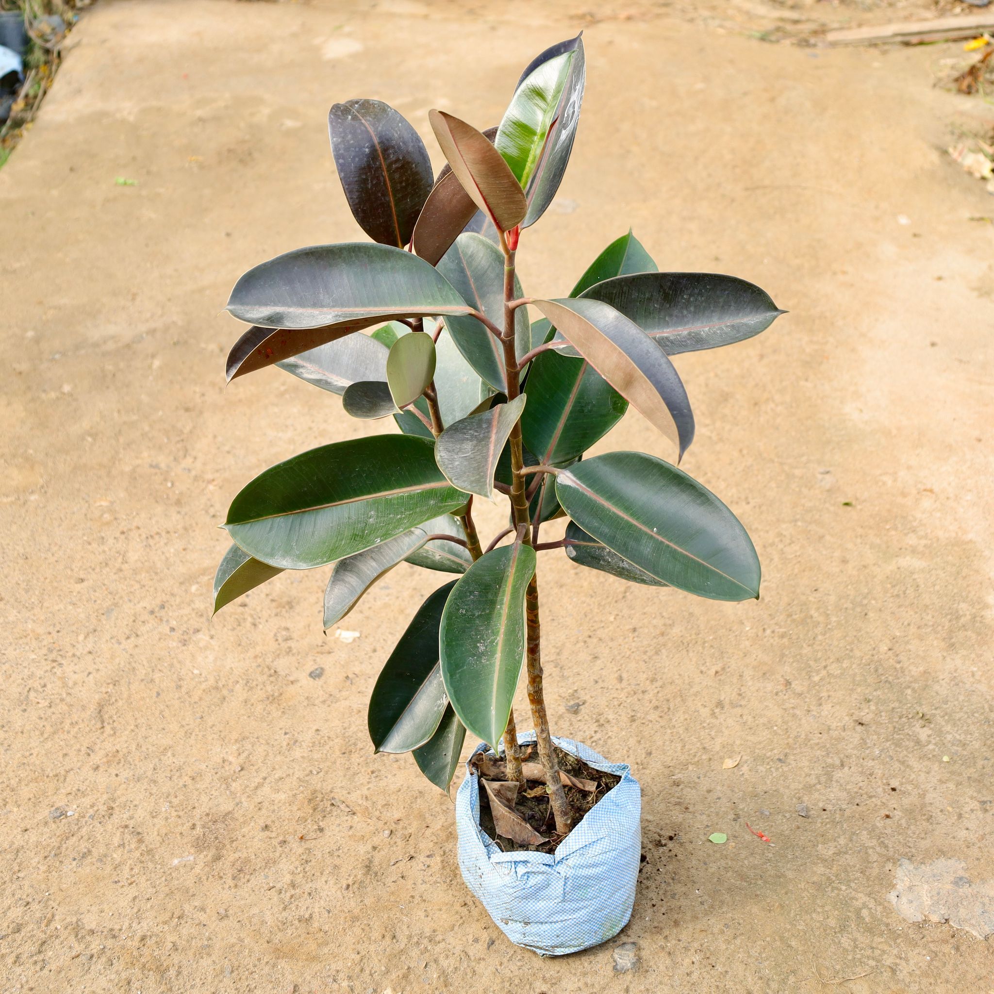 Rubber Black in 8 Inch Nursery Bag