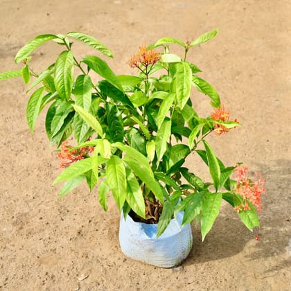 Buy Ixora (Any Colour) in 7 Inch Nursery Bag Online | Urvann.com
