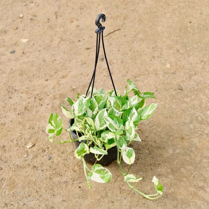 Buy Money Plant N'Joy in 6 Inch Hanging Basket Online | Urvann.com