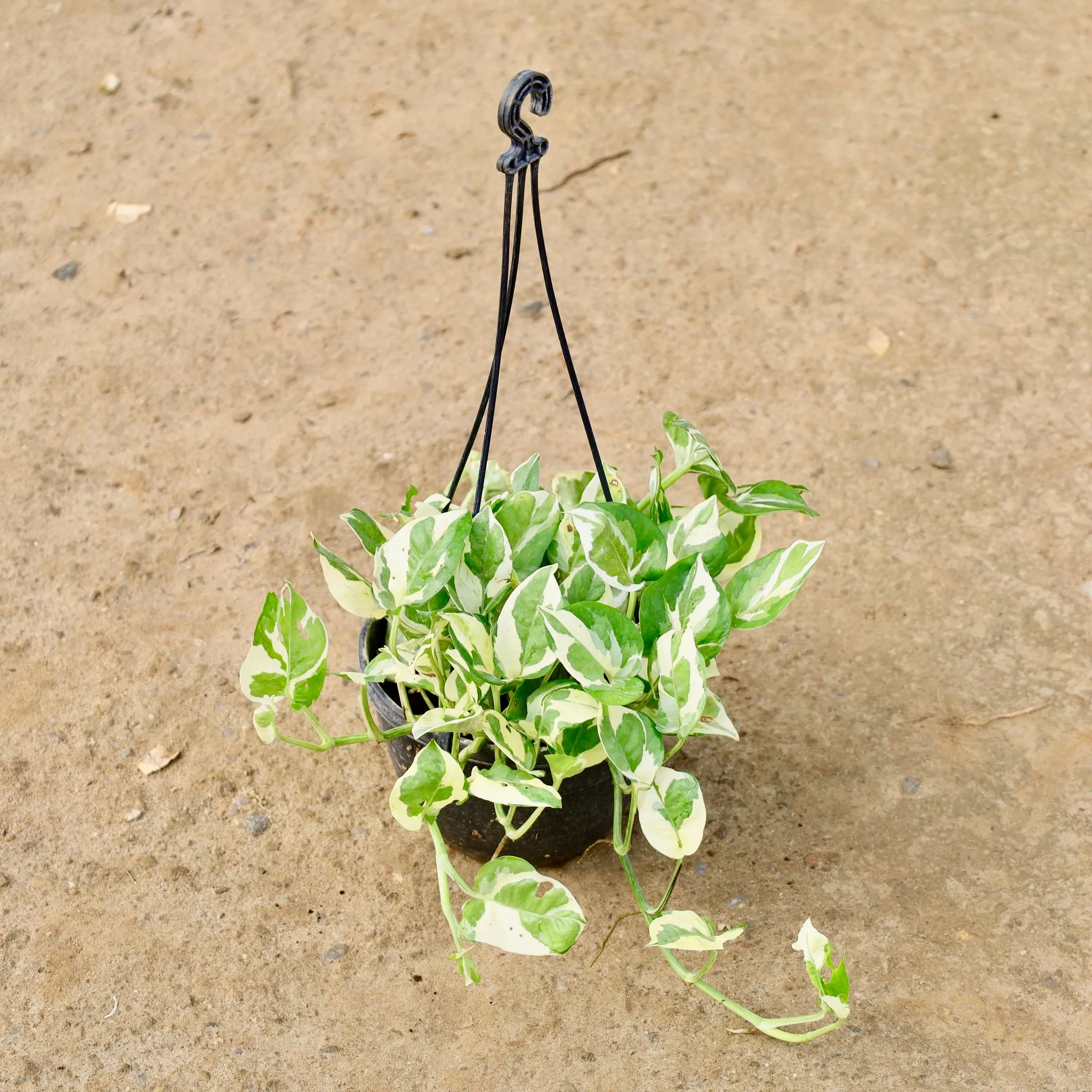 Money Plant N'Joy in 6 Inch Hanging Basket