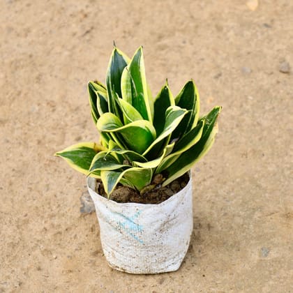 Buy Snake Dwarf in 4 Inch Nursery Bag Online | Urvann.com