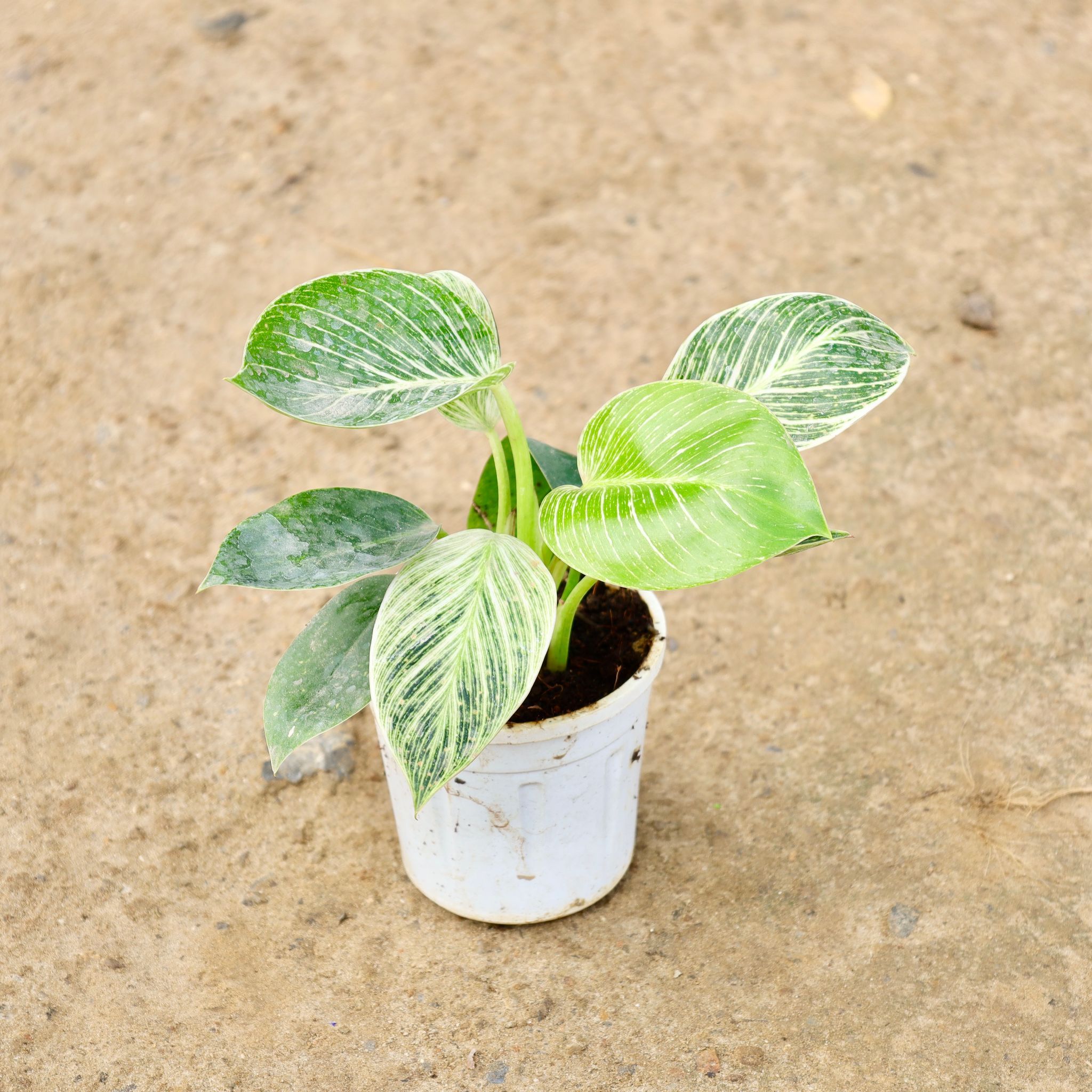 Philodendron Birkin in 4 Inch Nursery Pot