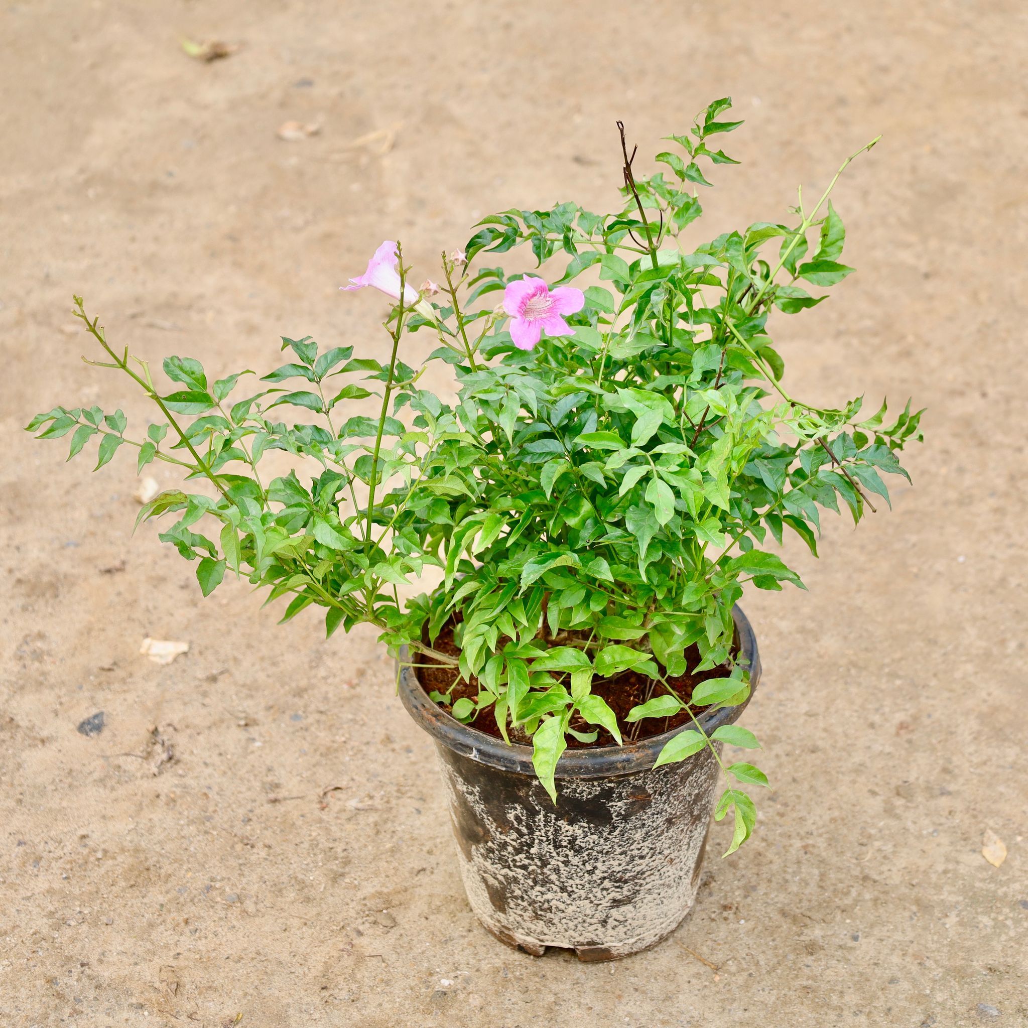 Tecoma (Any Colour) in 6 Inch Nursery Pot