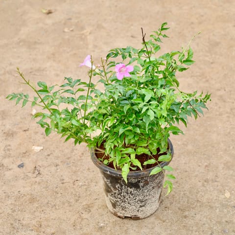 Tecoma (Any Colour) in 6 Inch Nursery Pot