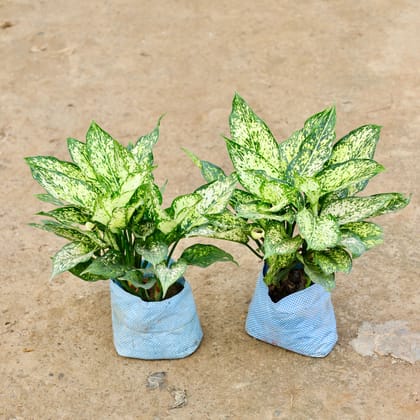 Buy Set of 2 - Aglaonema Snow White in 7 Inch Nursery Bag Online | Urvann.com