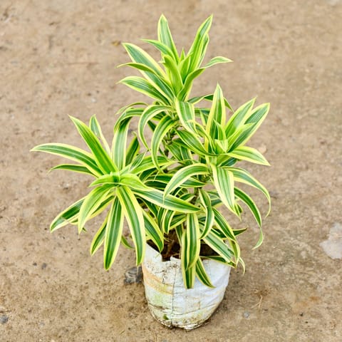 Song of India in 4 Inch Nursery Bag