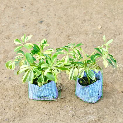Buy Set of 2 - Schefflera Variegated in 4 Inch Nursery Bag Online | Urvann.com