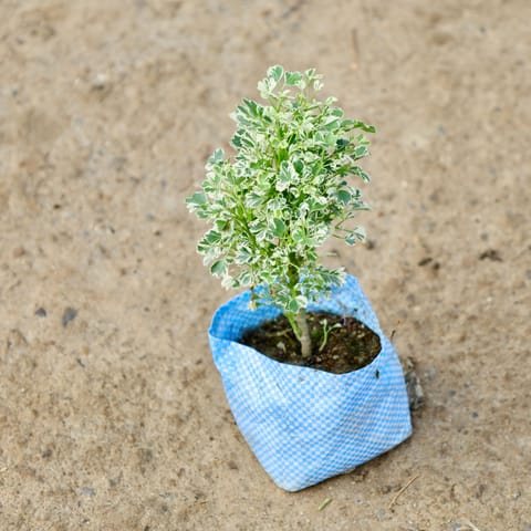 Aralia White in 4 Inch Nursery Bag
