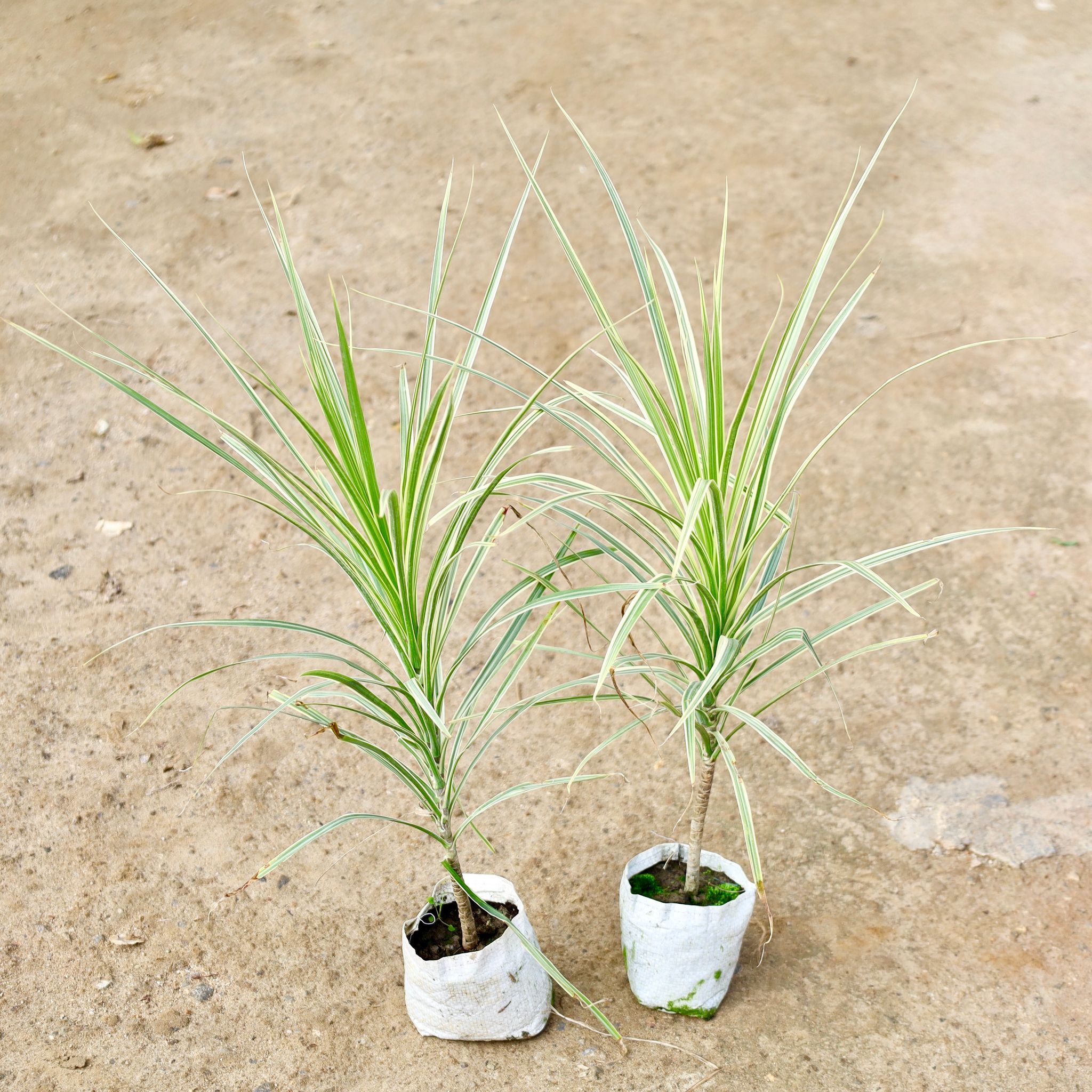 Set of 2 - Dracaena Colorama White in 4 Inch Nursery Bag