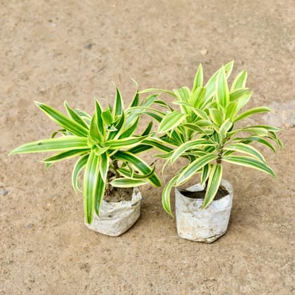 Buy Set of 2 - Song of India in 4 Inch Nursery Bag Online | Urvann.com