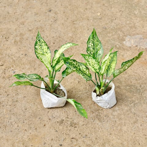 Set of 2 - Aglaonema Snow White in 4 Inch Nursery Bag