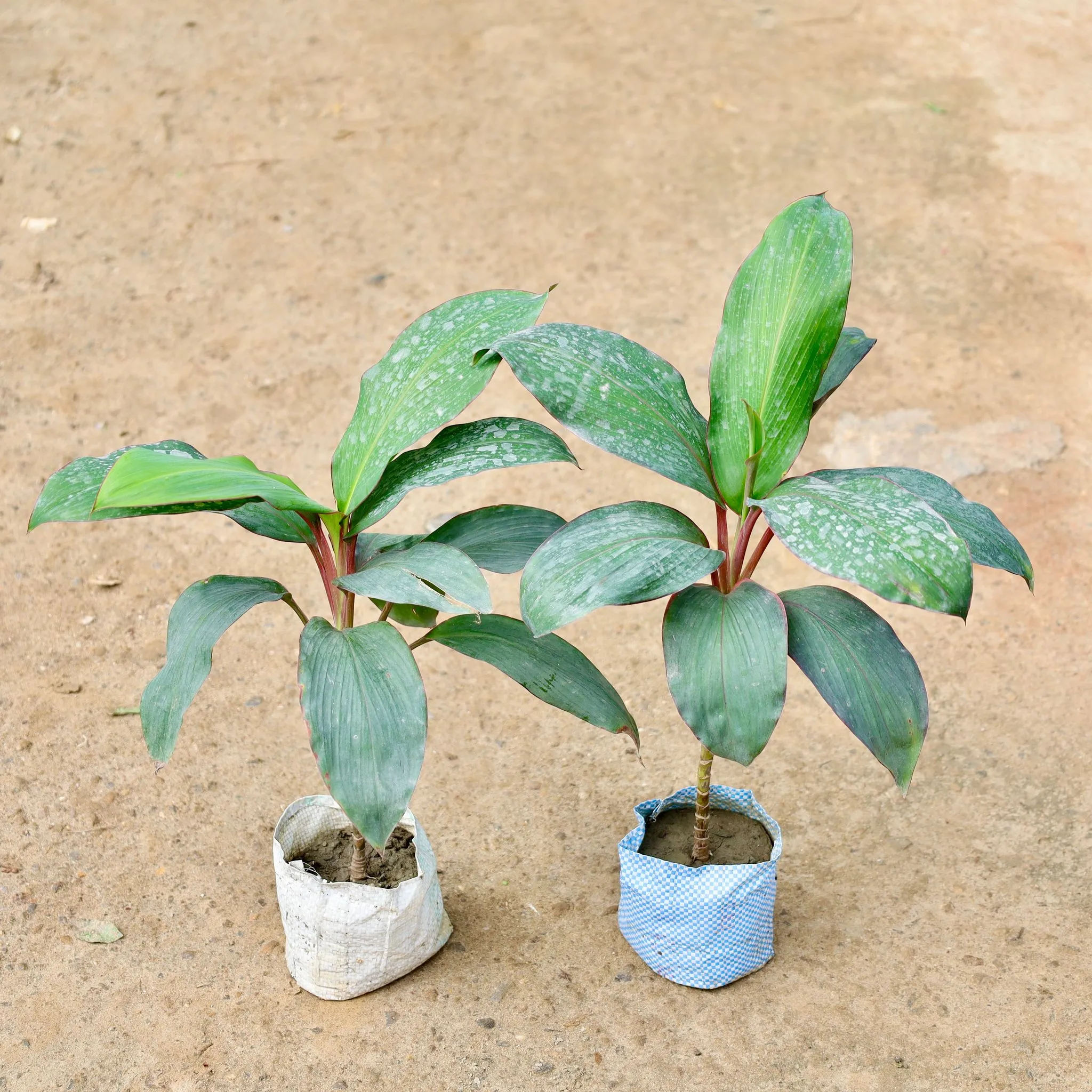 Set of 2 - Dracaena Kedarnath in 4 Inch Nursery Bag