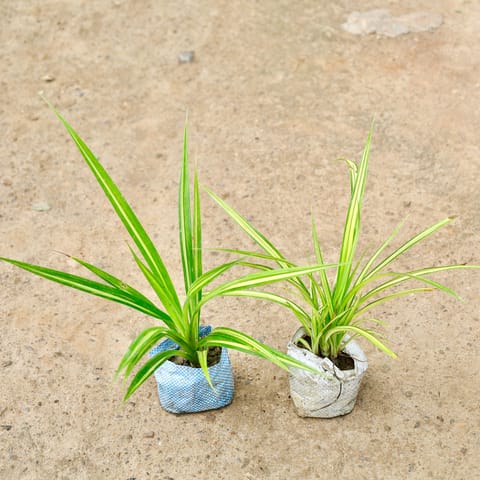Set of 2 - Pandanus / Screwpine in 4 Inch Nursery Bag