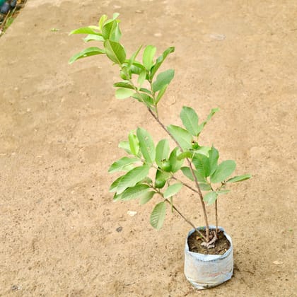 Buy Guava / Amrood (L- 49) in 8 Inch Nursery Bag Online | Urvann.com