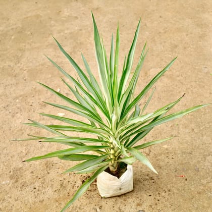 Buy Silver Yucca in 8 Inch Nursery Bag Online | Urvann.com