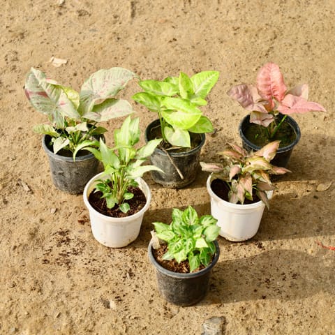 Set of 6 - Syngonium (Pink. Golden, Dwarf, White, Variegated, Arrowhead ) in 4 Inch Nursery Pot