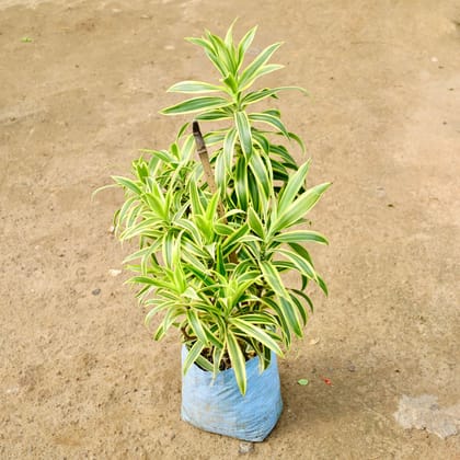 Buy Song of India in 10 Inch Nursery Bag Online | Urvann.com