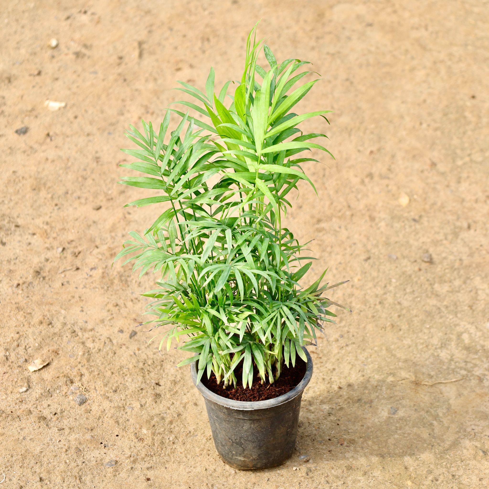 Chamaedorea Palm Bushy in 6 Inch Nursery Pot