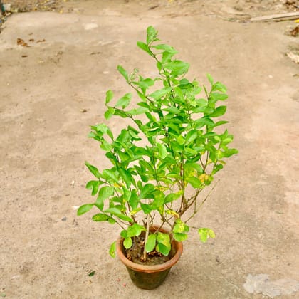 Buy Madhumalti / Rangoon Creeper in 8 Inch Nursery Pot Online | Urvann.com