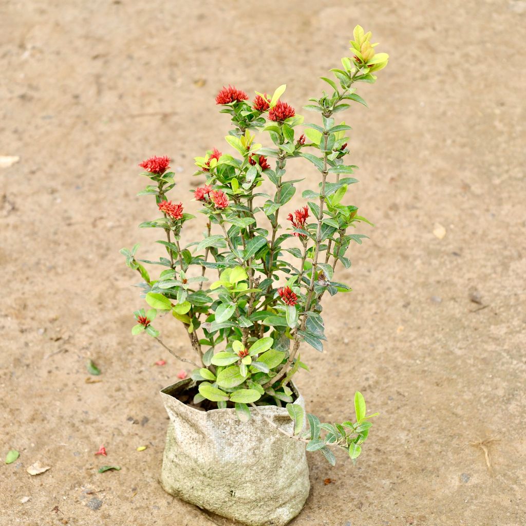 Chinese Ixora / Dwarf Ixora in 7 Inch Nursery Bag