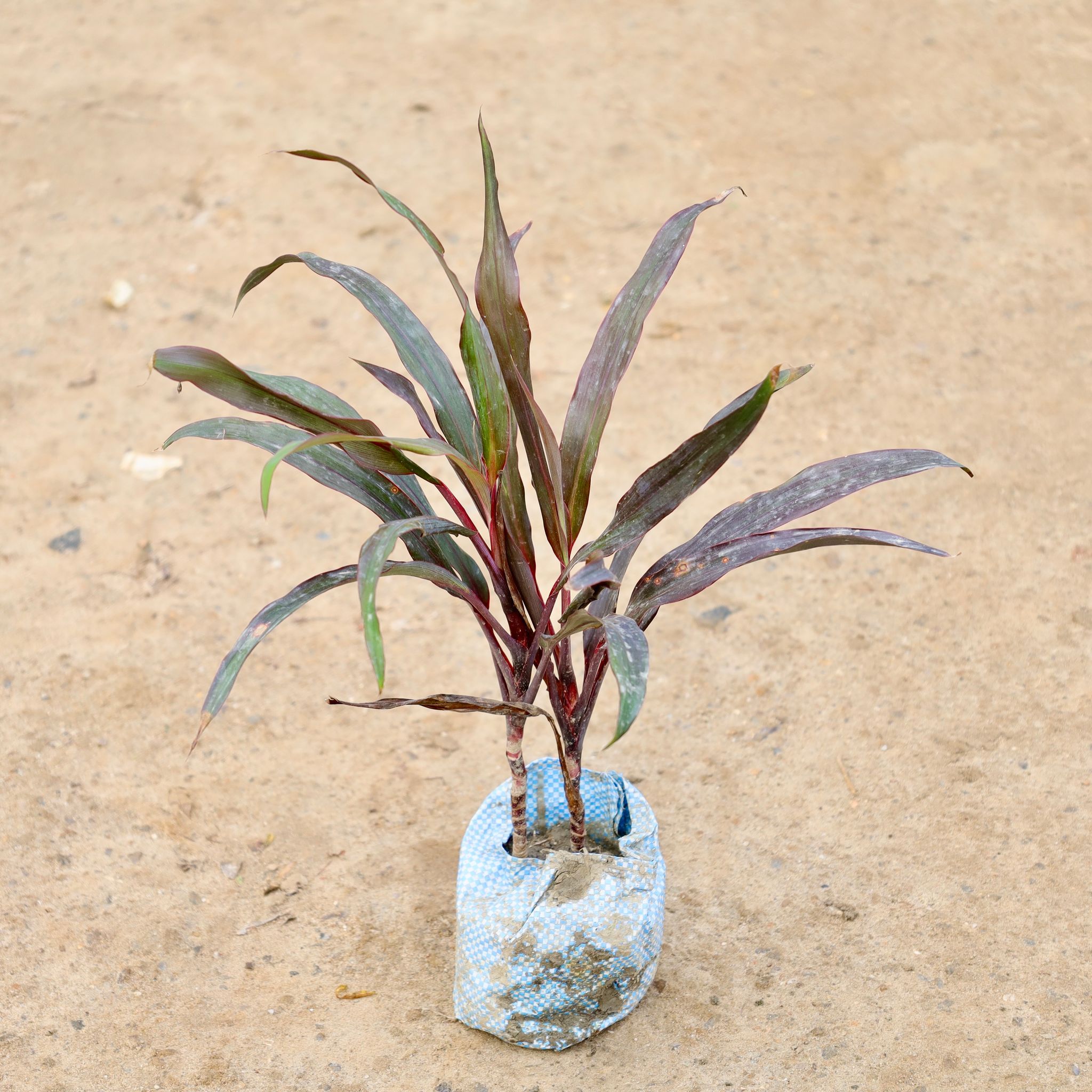 Dracaena Narrow Leaf in 4 Inch Nursery Bag