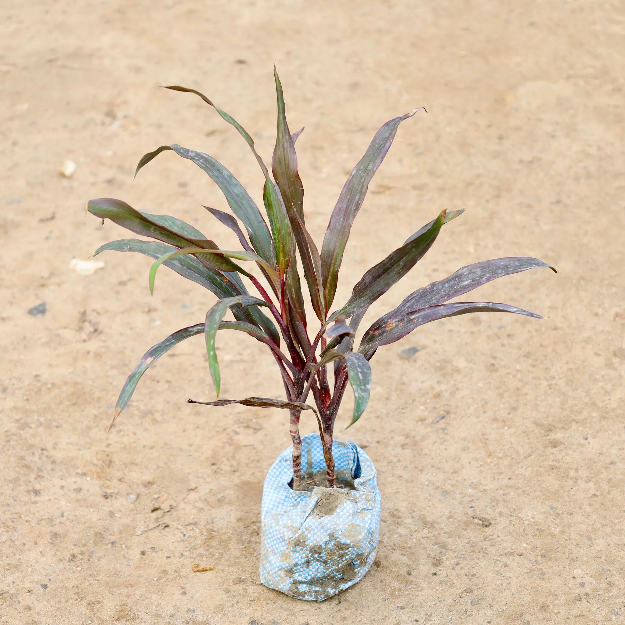 Dracaena Narrow Leaf in 4 Inch Nursery Bag