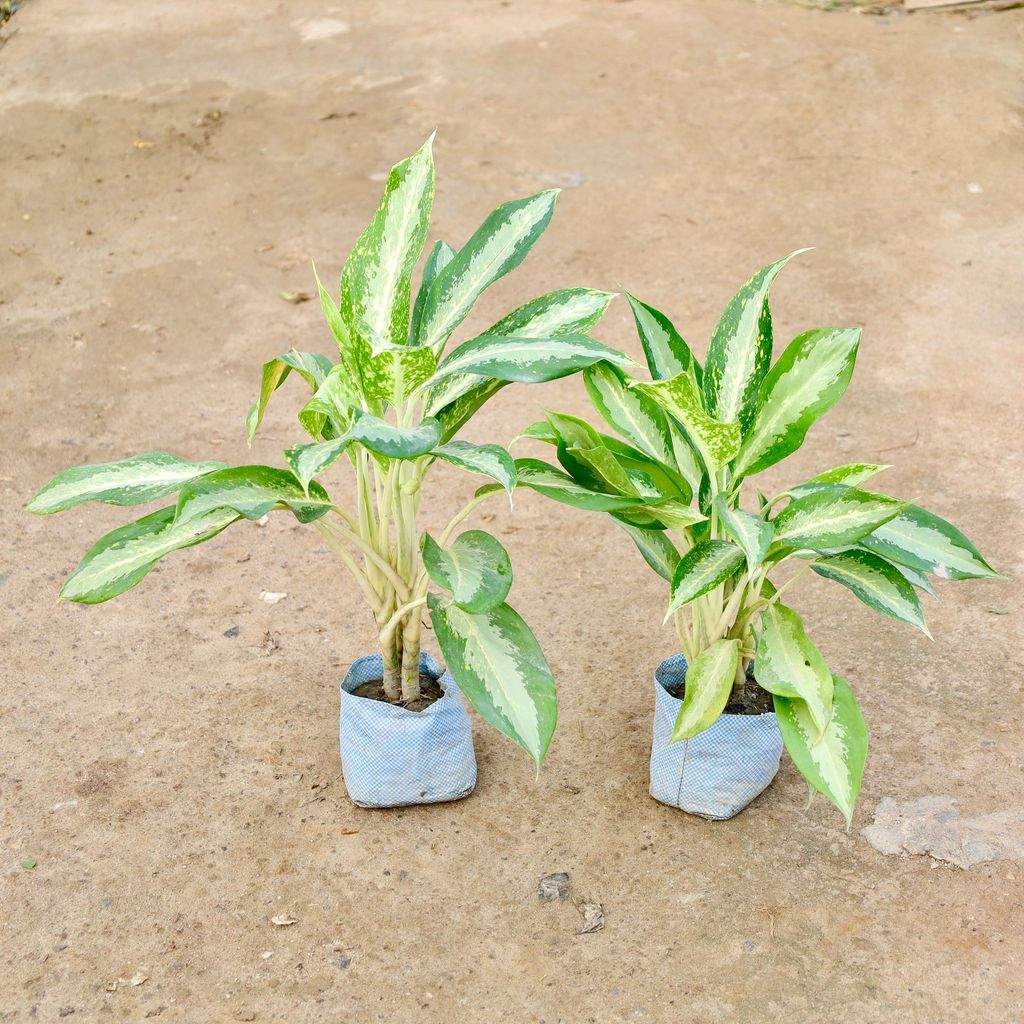 Set of 2 - Aglaonema Dove in 7 Inch Nursery Bag