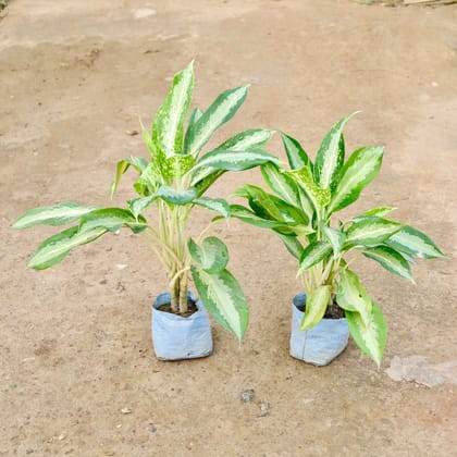 Buy Set of 2 - Aglaonema Dove in 7 Inch Nursery Bag Online | Urvann.com