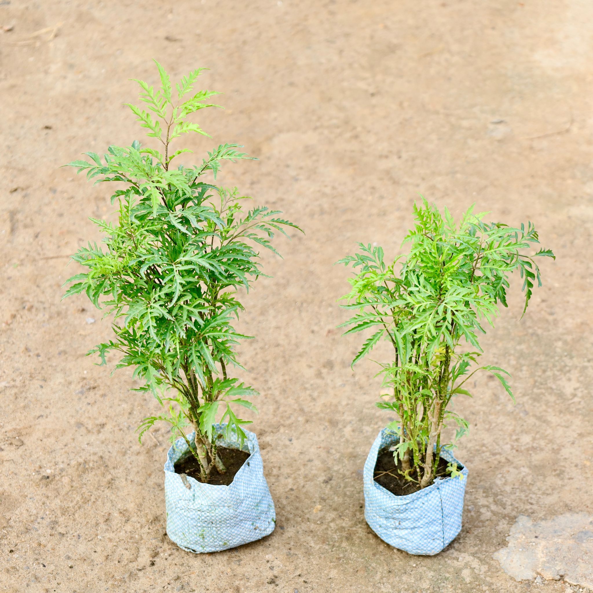Set of 2 - Aralia Neem in 4 Inch Nursery Bag