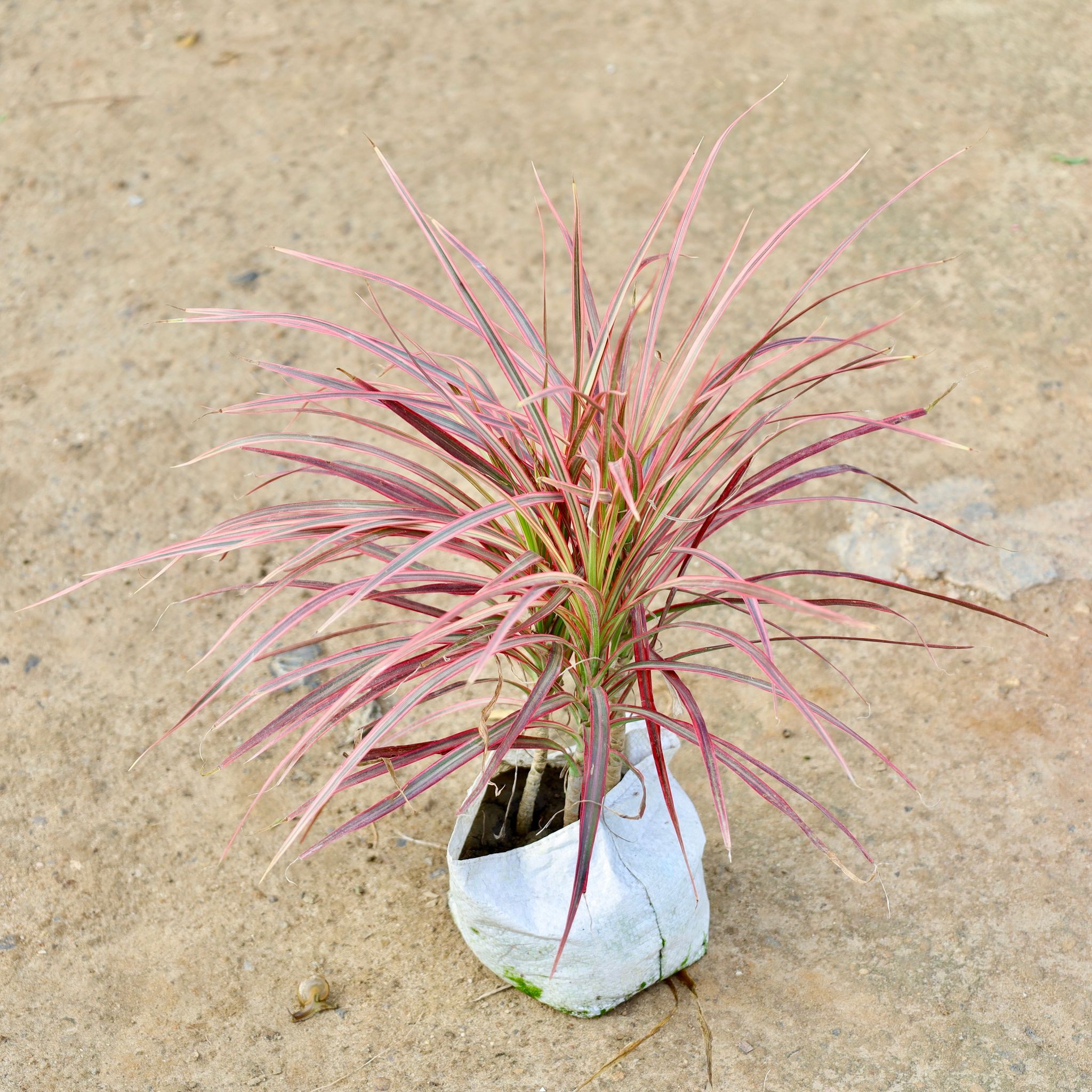 Dracaena Colorama / Marginata Red in 7 Inch Nursery Bag