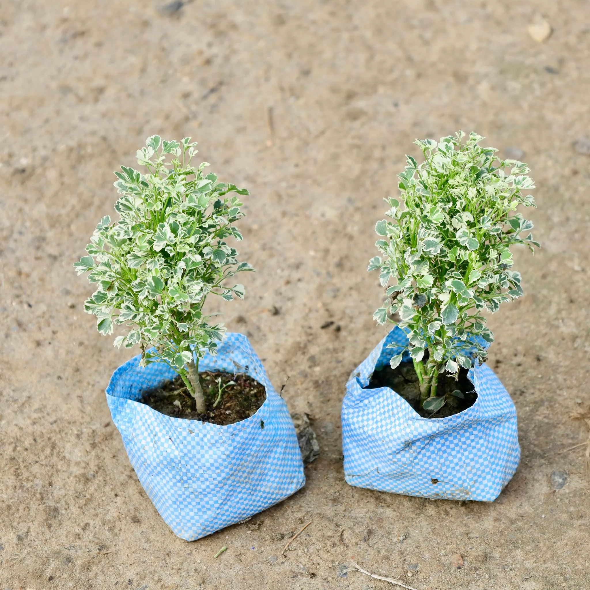 Set of 2 - Aralia Variegated in 4 Inch Nursery Bag