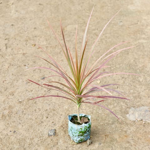 Dracaena Colorama / Marginata Green in 4 Inch Nursery Bag