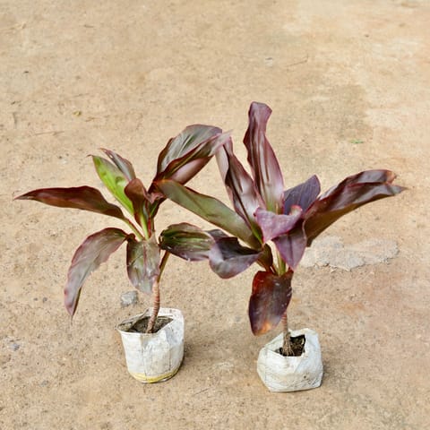 Set of 2 - Dracaena Rosea in 4 Inch Nursery Bag