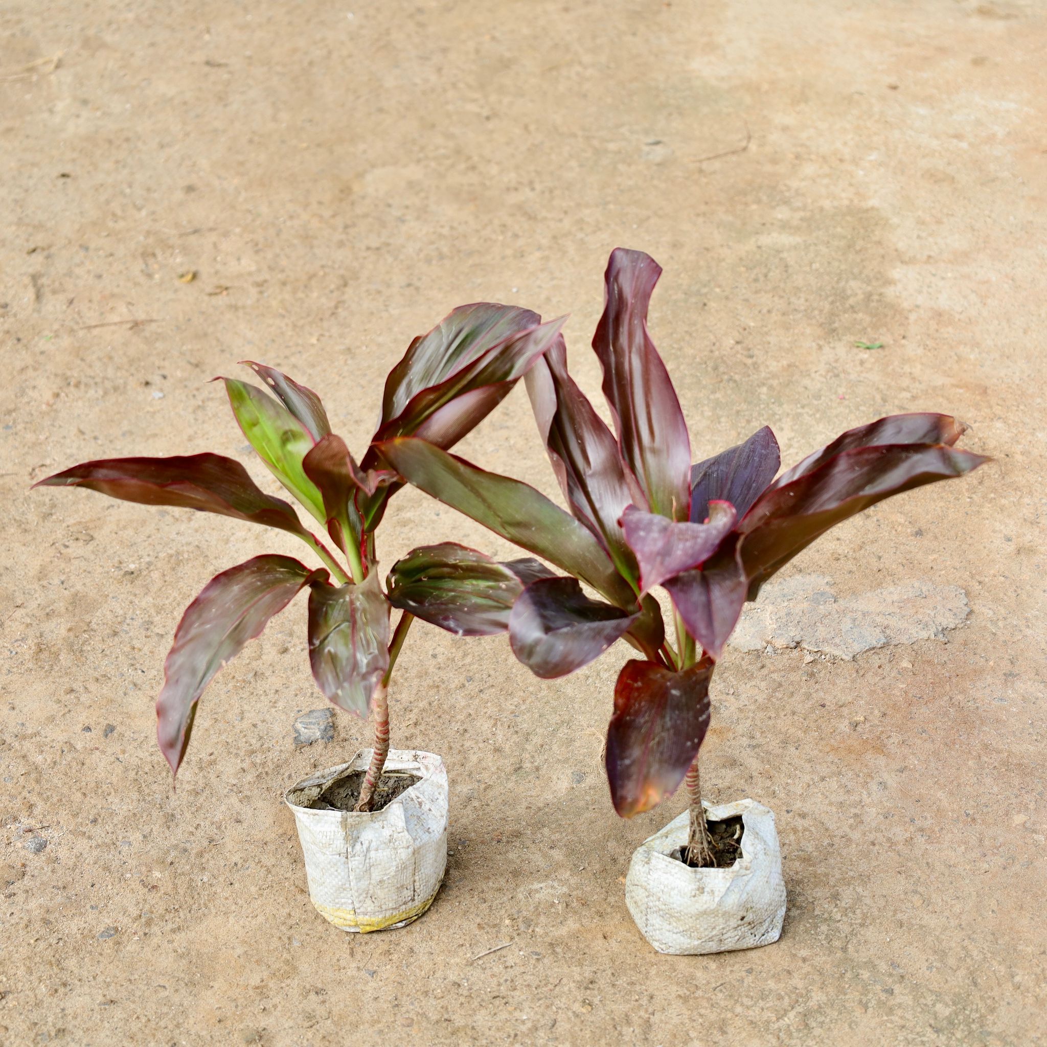 Set of 2 - Dracaena Rosea in 4 Inch Nursery Bag