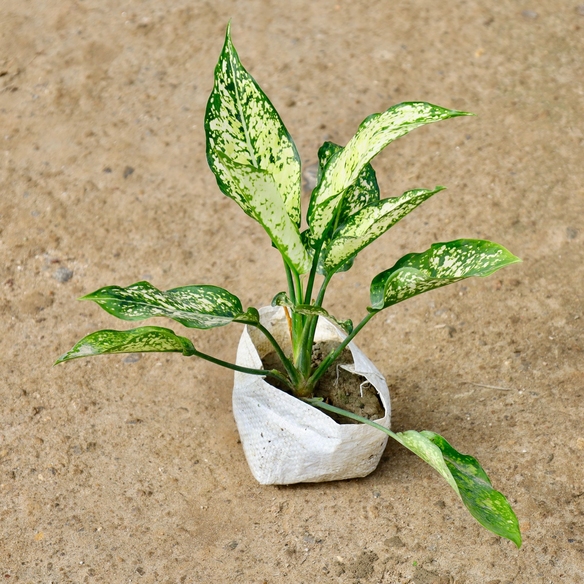 Aglaonema Snow White in 4 Inch Nursery Bag