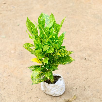 Buy Baby Croton in 4 Inch Nursery Bag Online | Urvann.com