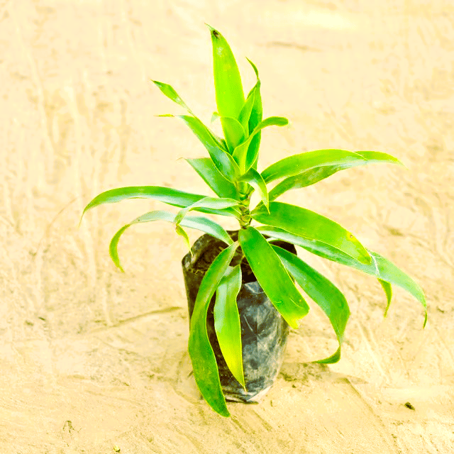 Dracaena Reflexa in 4 Inch Nursery bag