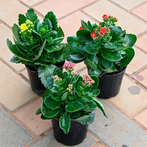 Set of 3 - Kalanchoe (Yellow, Red & Pink) in 4 Inch Nursery Pot