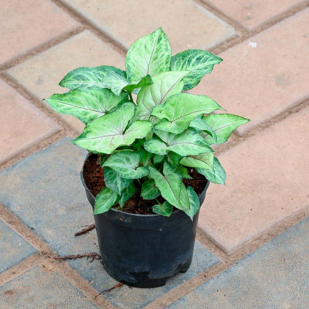 Buy Syngonium Green Online | Urvann.com Syngonium Green in 4 Inch Nursery Pot