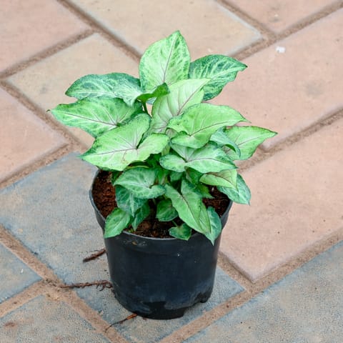 Syngonium Green in 4 Inch Nursery Pot
